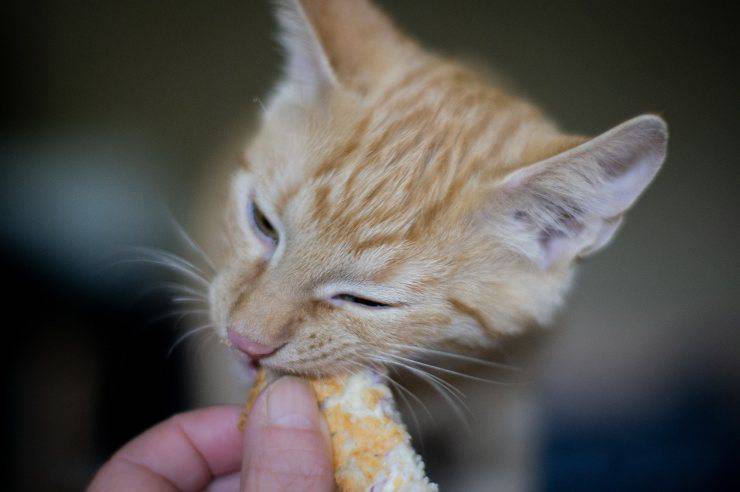 gattino mangia