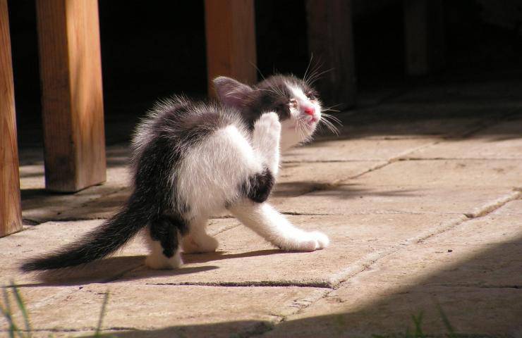 gattino che si gratta