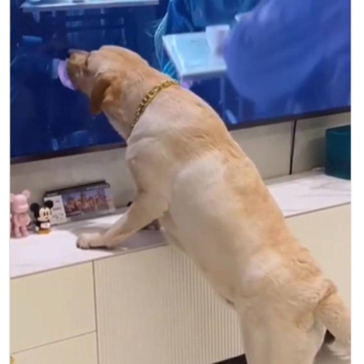delusione cagnolino panino televisione