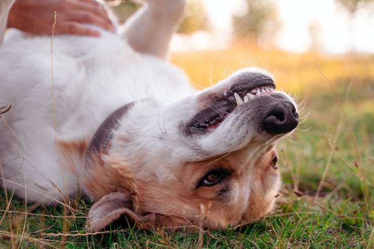 Il ringhiare del cane