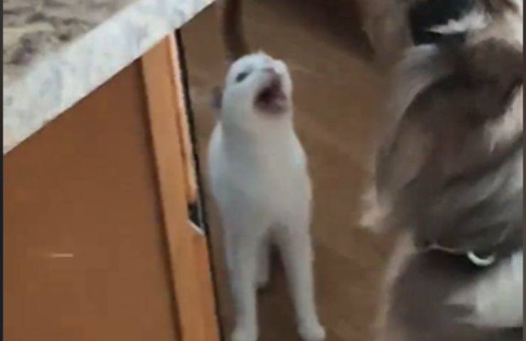 gattino miagola milioni visualizzazioni