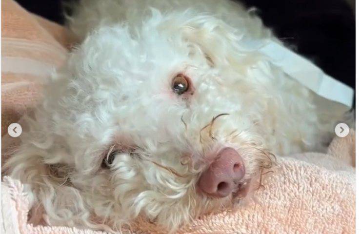 cucciolo Toodles ricoverato overdose