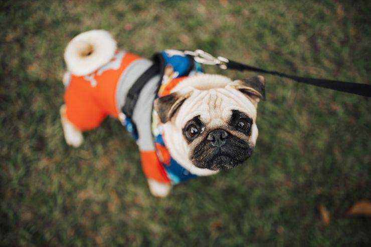 Il pet con diarrea ansima