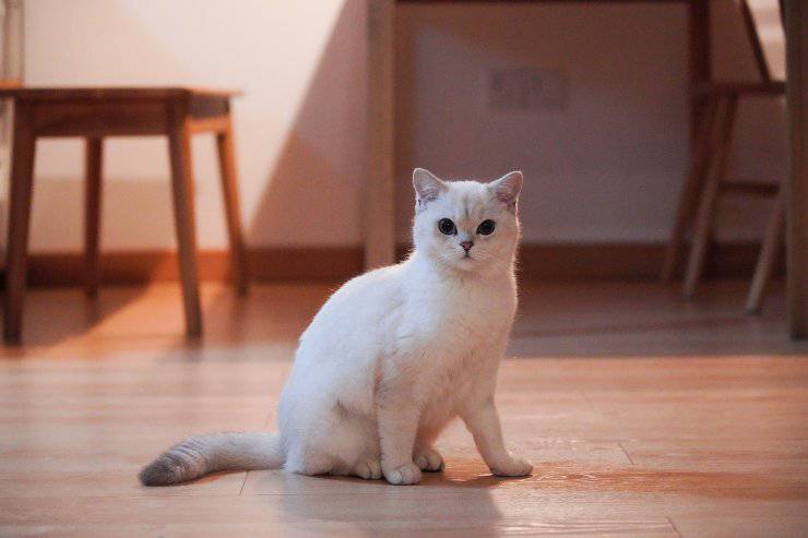 Tenere il gatto in una stanza