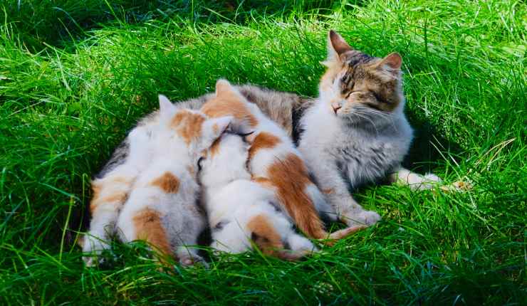 gattini con mamma gatta 