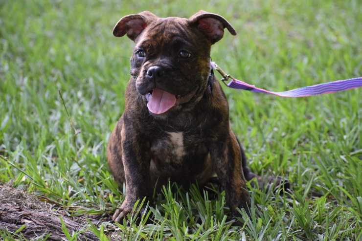 pitbull terrier al guinzaglio