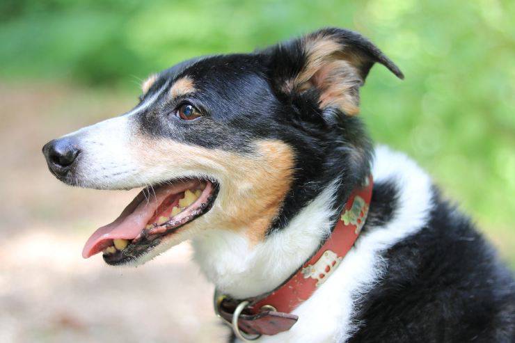 profilo cane con collare