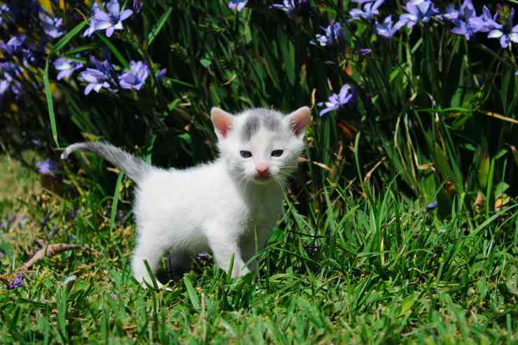 Micetto in un campo di fiori