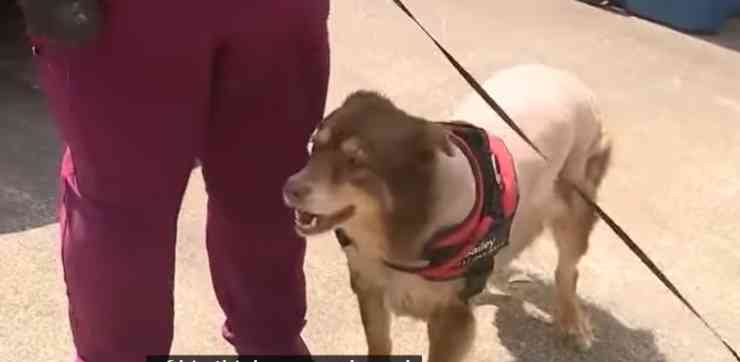 rasano il cane Baily per renderlo irriconoscibile