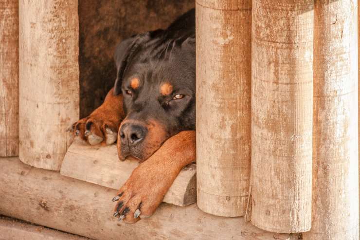 Rottweiler