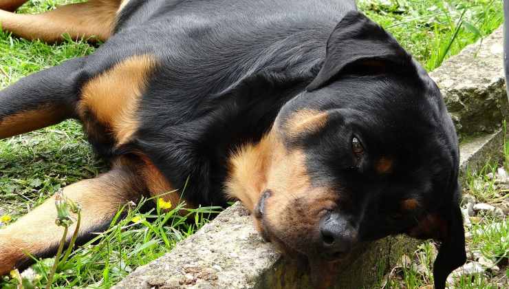 Rottweiler