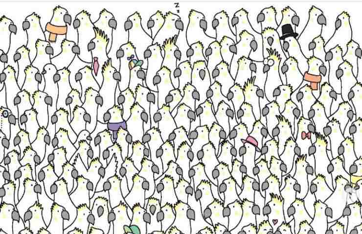 L'Enigma delle Colombe tra i cacatua: Quando l'Illusione sfida la percezione