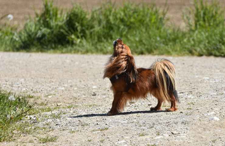 cane ulula