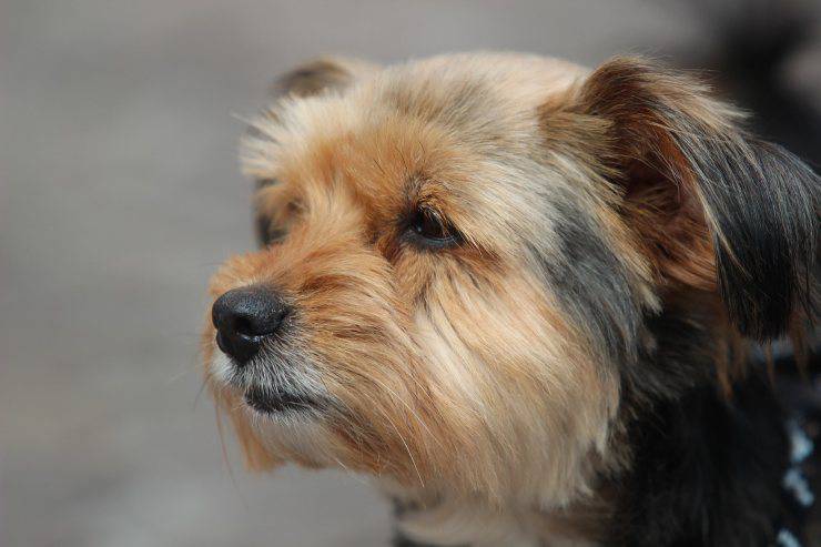 yorkshire terrier