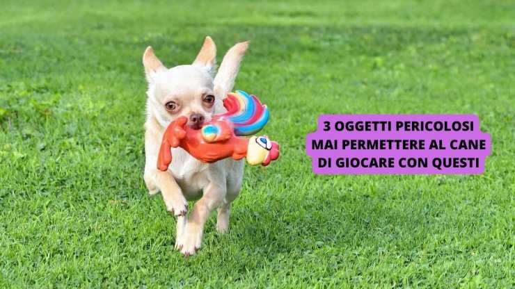 cane gioca