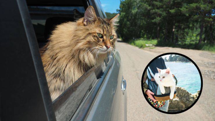 gatto in auto