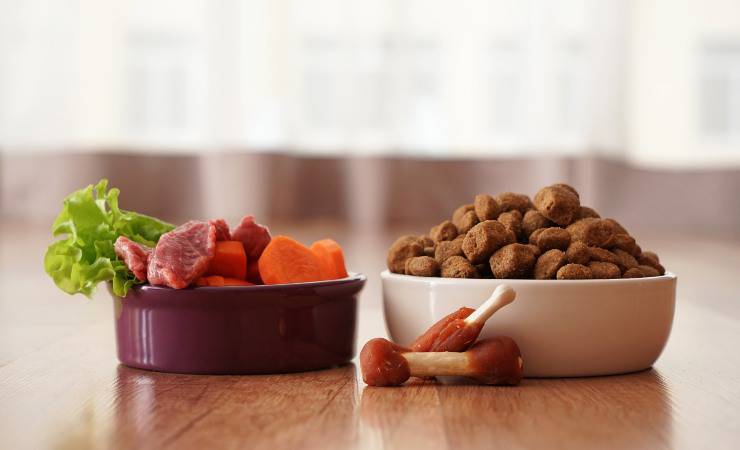 alimentazione del gatto