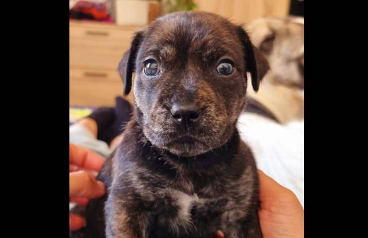 cagnolini trovati a palermo
