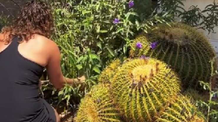 Animale nascosto dietro cactus