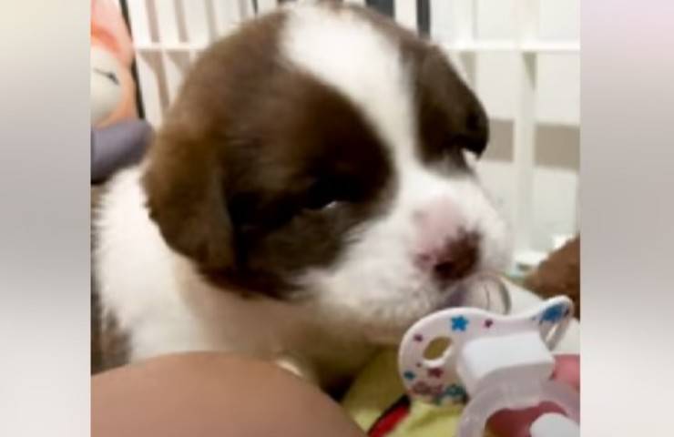 cagnolino trovato nel portico