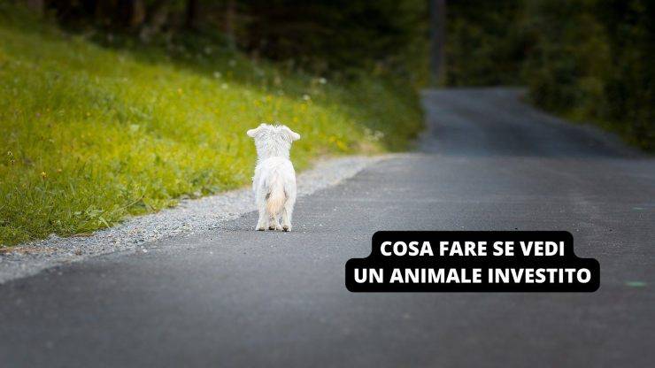 cane bianco per strada