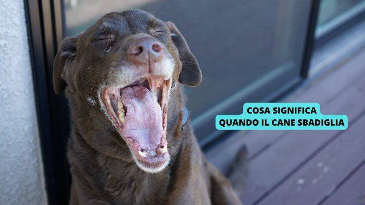 cane sbadiglia 