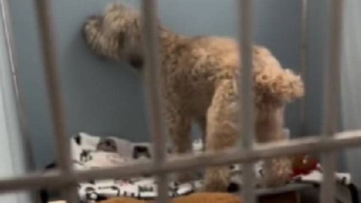 cane anziano 12 anni abbandonato