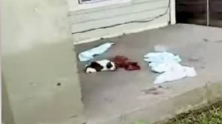 cucciolo trovato su portico
