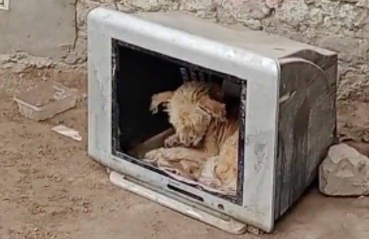 cucciolo lasciato solo discarica 