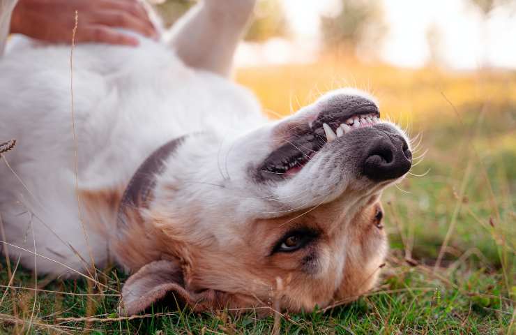 Cane a pancia in su
