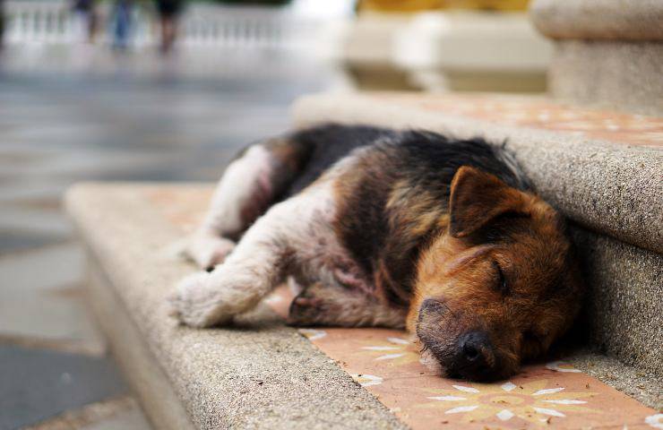 Cane abbandonato bergamo