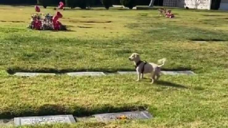 Cane al cimitero 