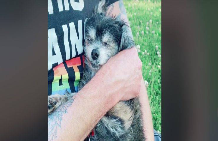 Trio di cani anziani finisce in canile dopo la morte del loro umano