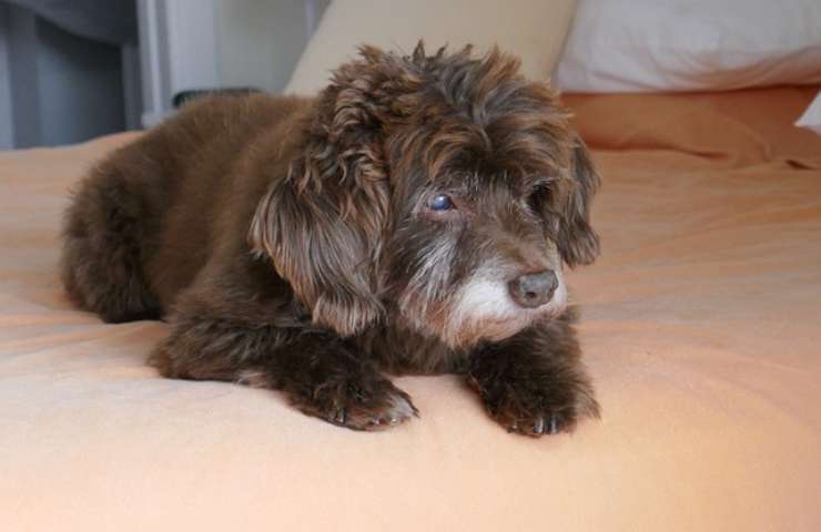 Cane anziano sul letto