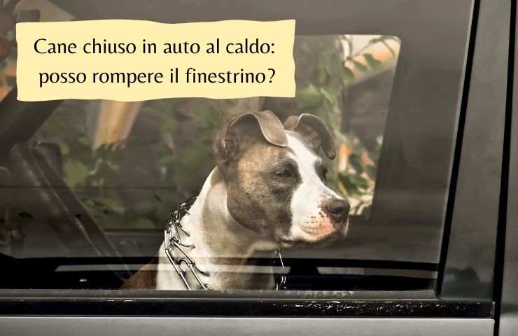 Cane chiuso in auto