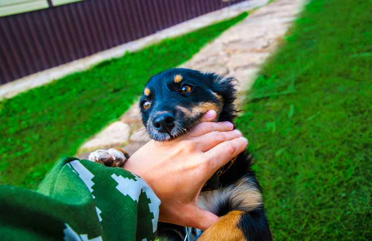 Cane con la mano in bocca