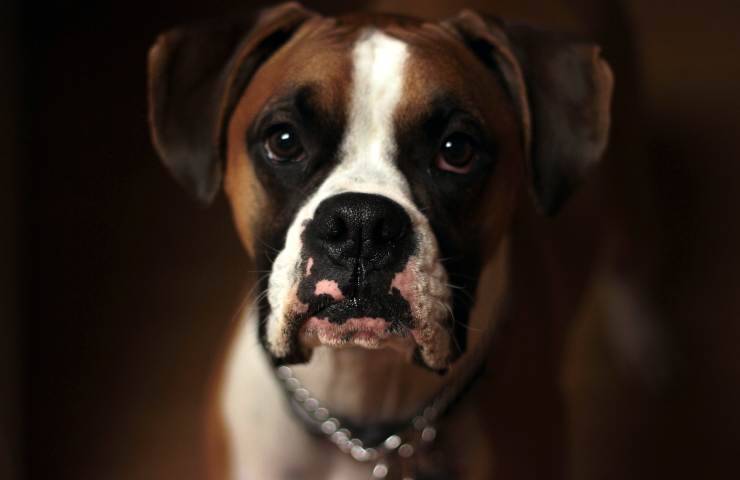 Cane con sguardo mortificato