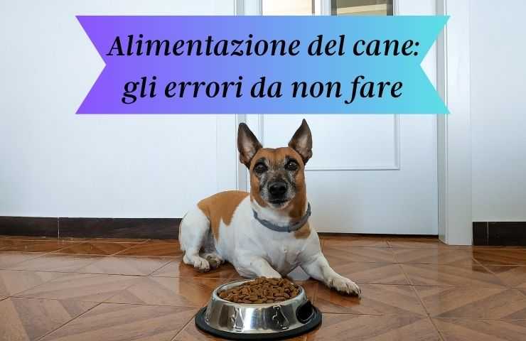 Cane davanti alla ciotola