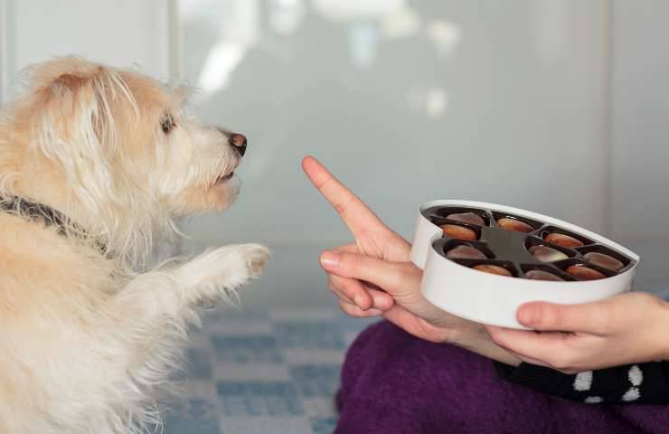 Cane e cioccolato