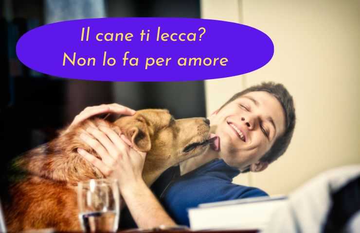 Cane lecca uomo 