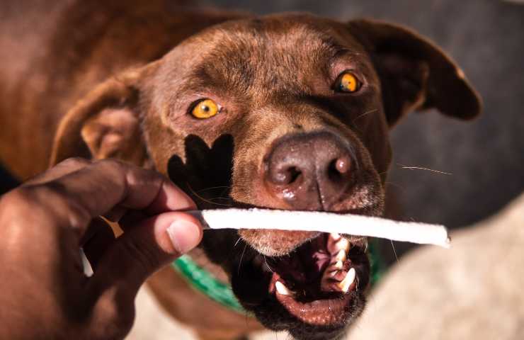 Cane mangia snack
