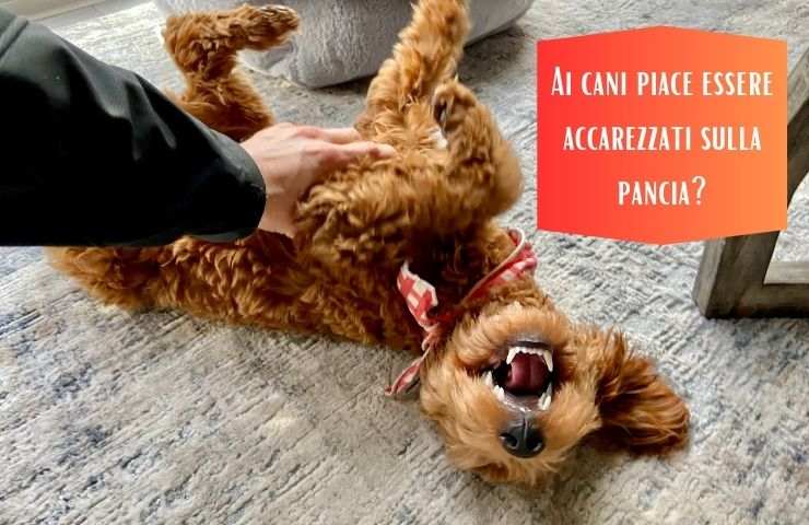 Cane massaggiato sulla pancia