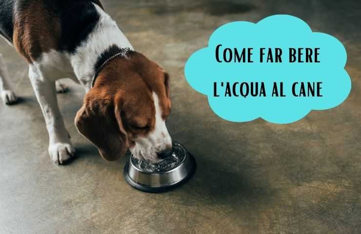 Come idratare il cane