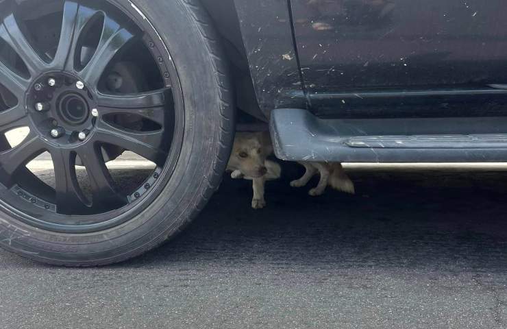famiglia di cani in salvo