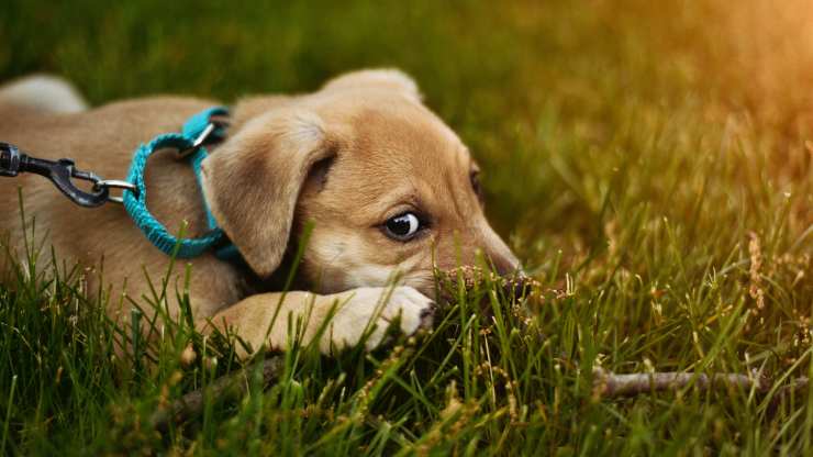 uomo spaventa cani con petardi