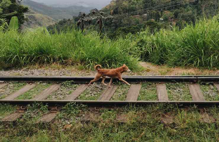Cane su binari
