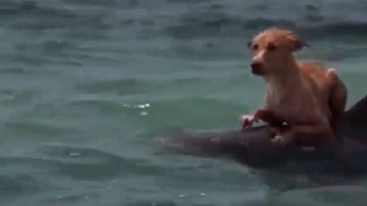 cane salvato da delfino