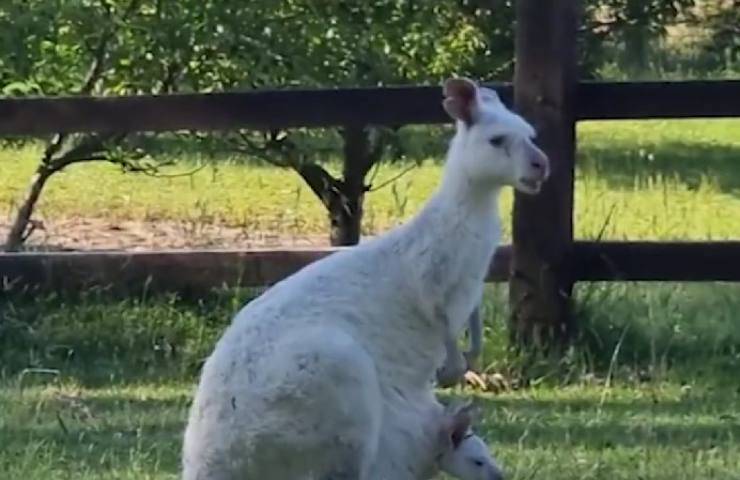 Canguro albino