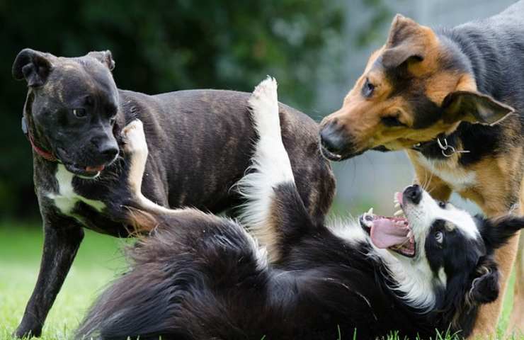 Cani giocano