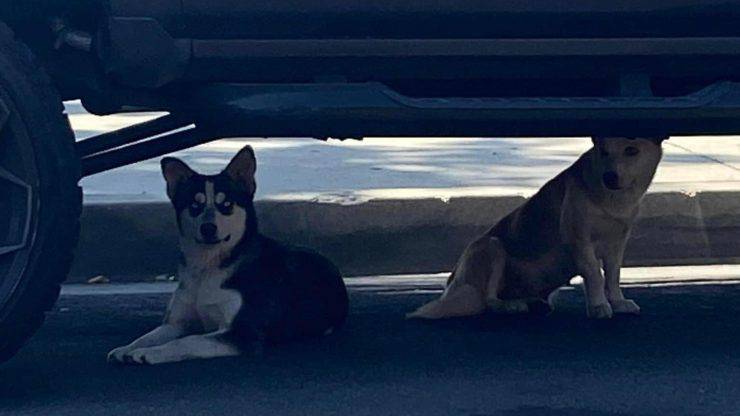 Cani trovato sotto auto 
